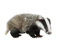Định nghĩa & cách phát âm từ badger