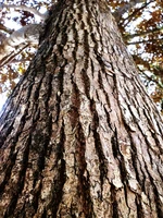 Định nghĩa & cách phát âm từ bark