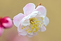 Định nghĩa & cách phát âm từ blossom