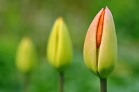 Định nghĩa & cách phát âm từ bud