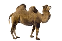 Định nghĩa & cách phát âm từ camel