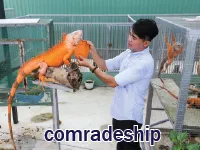 Định nghĩa & cách phát âm từ comradeship