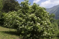Định nghĩa & cách phát âm từ elder
