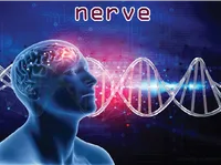 Định nghĩa & cách phát âm từ nerve