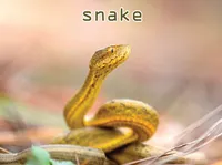 Định nghĩa & cách phát âm từ snake