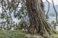 Định nghĩa & cách phát âm từ trunk